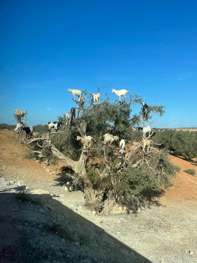 מרקש Riad Dar Karam מראה חיצוני תמונה
